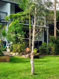 a small tree in the grass in front of a house at River front views in Tewantin