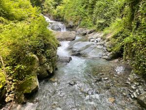 un fiume con cascata in mezzo a una foresta di Green Corner a Lagodekhi