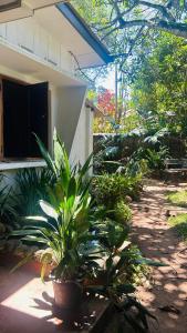 a garden with plants in front of a house at Anniwatta Residence in Kandy