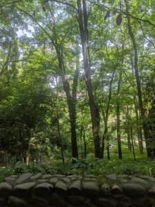 a forest with trees and a stone wall at Chambre cozy, vue sur jardin, proche Tram centre ville & aéroport in Toulouse +6 photos