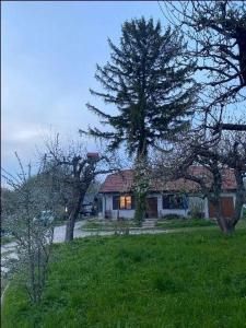 een huis met een boom ervoor bij Agroturystyka Podłazy 