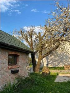 een gebouw met een boom met witte bloemen erop bij Agroturystyka Podłazy 