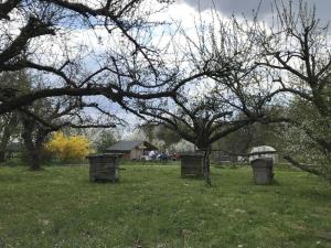 een veld met bomen en een huis op de achtergrond bij Agroturystyka Podłazy  +2 foto's