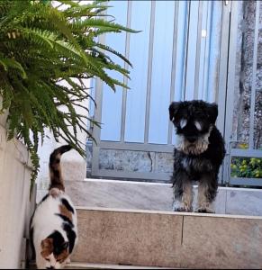 Gallery image of Old Town Hvar Rooms & Apartments in Hvar