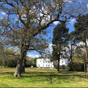 a large tree in front of a white house at The Retreat New Forest, Hinton in Christchurch