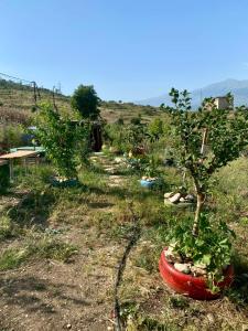 Zahrada ubytování Camping Lake Viroi + 8 fotografií