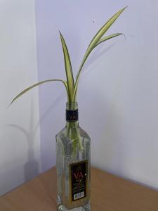 a glass bottle with a plant in it on a table at Trinco Shalom Guest & Restaurant in Trincomalee