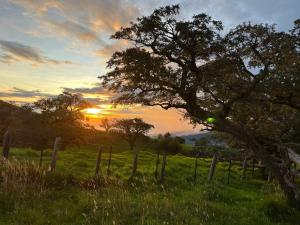 a tree in a field with the sunset in the background at L'Hacienda - A la chambre - 10 pers - Wiskeys in Le Tampon +11 photos