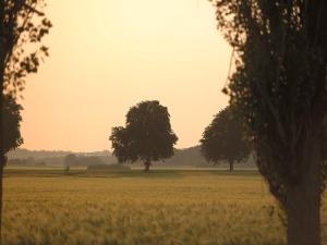 two trees in a field at sunset at Spacious Apartment in Boddin with Garden in Boddin