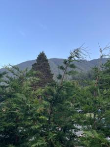 a group of pine trees with mountains in the background at Rustic Guesthouse in Sayward