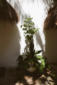 Fotografie z fotogalerie ubytování Casa Violeta v destinaci Tulum