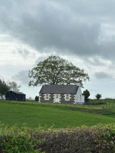 a white house in a field with a tree at Williamsfield Cottage in Holywood