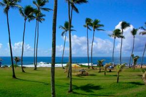 a group of palm trees on a beach with the ocean at Pousadinha Mel -DORMITÓRIOS in Salvador