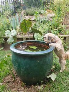 Ospiti di Otumoetai Shared Family Home - Sherwood Food Forest, New Zealand con animali domestici
