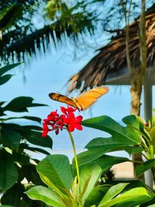 Um jardim em Twin Bay Resort Koh Lanta