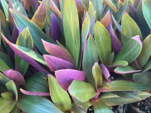 a plant with purple and green leaves at 1405 Tranquil Beachside Villa in Magenta +3 photos