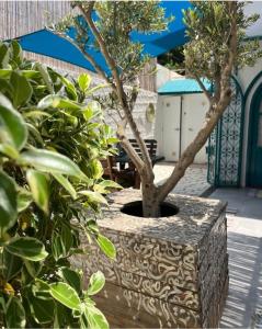 Aed väljaspool majutusasutust Dar Echatt Chott Mariem Sousse