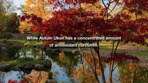 a pond in a park with the words write autumn when has a concentrated amount at Tiamo hose in Kon Rung (1)