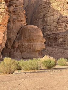 Gallery image of WADl Rum Ali in Wadi Rum