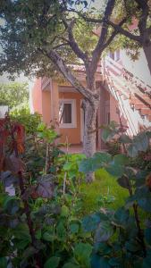 a tree in front of a house with green plants at Savić- stan na dan in Nevesinje