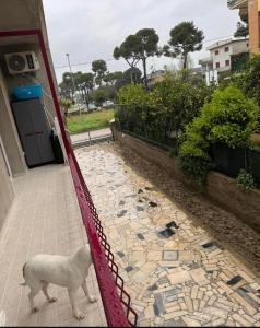 a white dog standing next to a fence at Trilocale a pochi passi dal mare in Martinsicuro