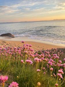 ein Feld rosa Blumen am Strand in der Unterkunft Maison de callot vue imprenable sur la mer in Carantec