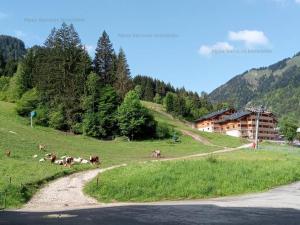 un rebaño de vacas en un campo junto a una carretera en Grand studio 2* proche pistes avec piscine et parking - FR-1-573-64, en Saint-Jean-dʼAulps