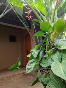 Photo de la galerie de l'établissement Sigma Fountains Mbale, à Mbale 8 autres photos