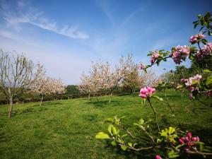 Usk Valley Shepherd's Hut外面的花园