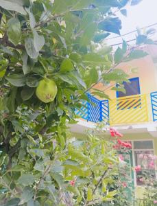 Fotografie z fotogalerie ubytování Buddies Stay Café Community v destinaci Manāli + 25 fotografií