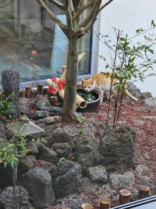 a cat is sitting in a pot next to a tree at 이루후제 in Jeju +78 photos