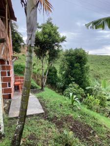 a palm tree in front of a house at Hostal Las Hamacas Alta 3 in Villamaría