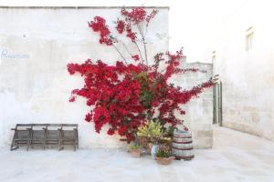 a plant with red flowers sitting next to a wall at Masseria Borgo Sentinella in Torre dell'Orso