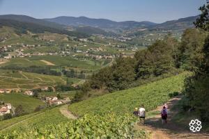 a group of people walking on a path through a vineyard at Le Colombier Typique & Proche Pistes cyclables in Belleville-en-Beaujolais