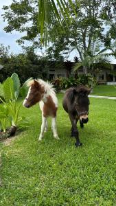 Huéspedes con una o varias mascotas en Baum Hotel