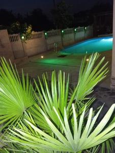 a plant in front of a swimming pool at night at Roman Costinesti in Costinesti