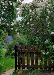 a wooden fence with a flowering tree behind it at Puķkalniņš in Ventspils