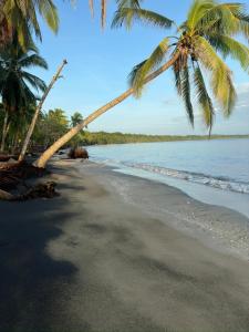 a beach with two palm trees and the ocean at Apto aire acondicionado 100 m de la playa bicicletas gratis in Puerto Viejo +26 photos
