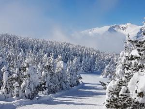 a snow covered forest of trees on a mountain at Chalet-nature in Bolquere Pyrenees 2000