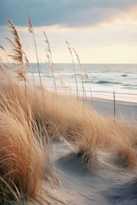 un prato alto sulla spiaggia di Ferienwohnung Altmann a Prerow Altre 3 foto