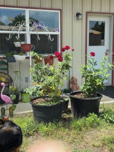 a group of potted plants in front of a house at Tmae's Bed & Rest in Edgewood +1 photo