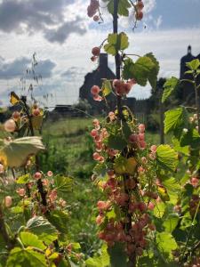 La Vieille Foulonnière : Chambres d'hôtes & Permaculture外面的花园