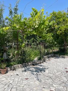 a garden with a fence and a bunch of grapes at Ziu home in Ura Vajgurore