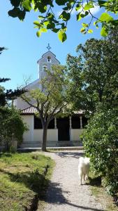 a white dog walking in front of a church at Jasmina in Senj