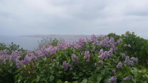 a bunch of purple flowers next to a body of water at Jasmina in Senj