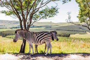 two zebras standing on a dirt road next to a tree at Aleah, Cathkin Estates by Euphoric Leisure in Champagne Valley