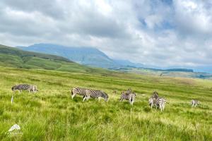 a herd of zebras grazing in a grassy field at Aleah, Cathkin Estates by Euphoric Leisure in Champagne Valley