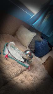 a bed with a bowl on top of it at Docked boat in Le Barcarès