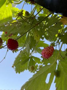 a bunch of red berries on a tree with leaves at Arduinna's Nest B&B in Neufchâteau