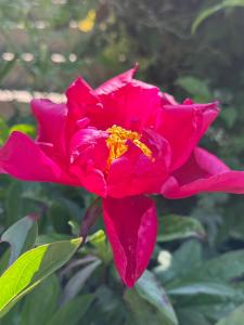 a red flower with rain on it at Arduinna's Nest B&B in Neufchâteau